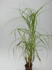 PENNISTUM ALOPECUROIDES image 1