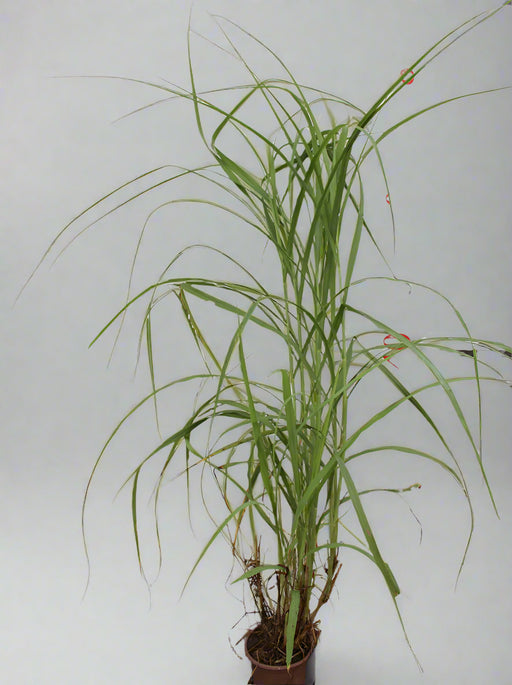 PENNISTUM ALOPECUROIDES image 1