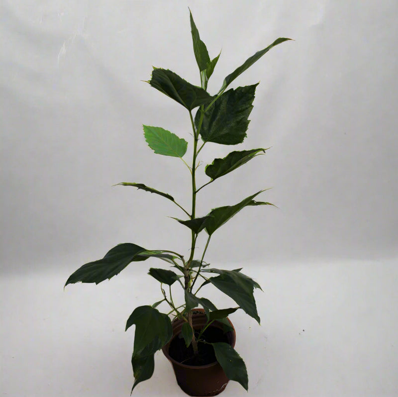Hibiscus rosa-sinensis 10-15cm image 1