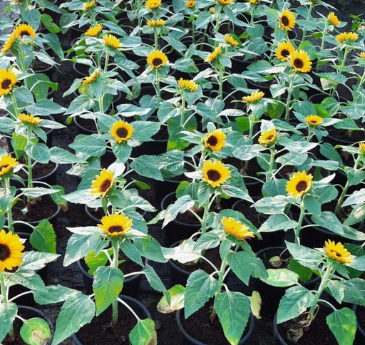 Sunflower image 1