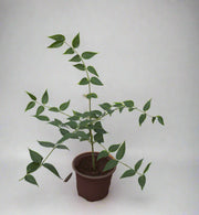 Jasminum Nitidum image 1