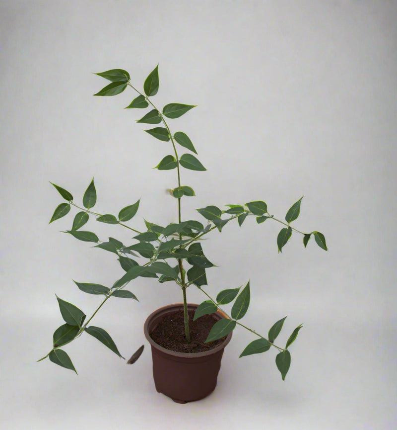Jasminum Nitidum image 1