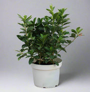 Gardenia Jasmin: "First Love" image 0