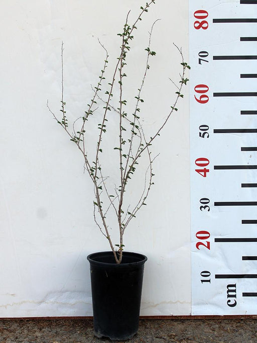 Prosopis cineraria image 0