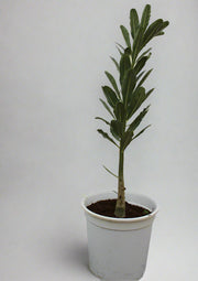 Adenium obesum image 3
