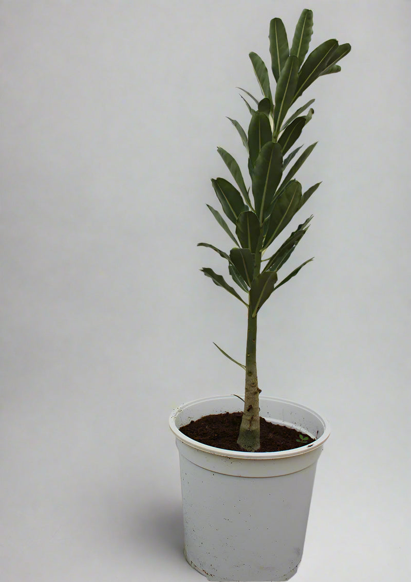 Adenium obesum image 3
