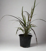 Pennisetum rubrum image 0