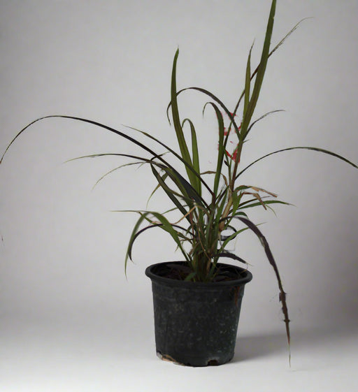 Pennisetum rubrum image 0