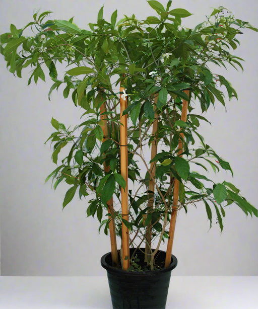 Tabernaemontana S.Flower image 0