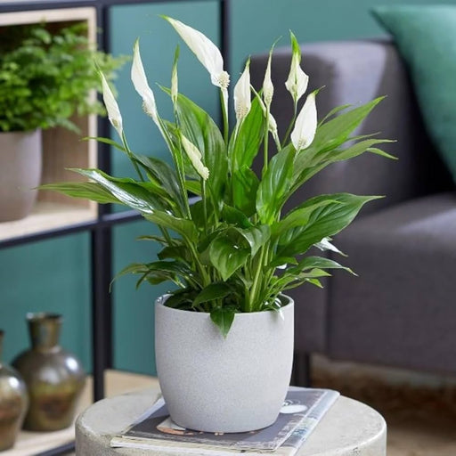 Spathiphyllum 'Sweet Chico'