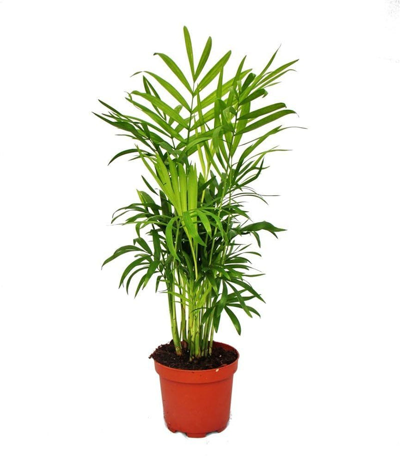 Chamaedorea Elegans 9CM POT, 40CM HEIGHT