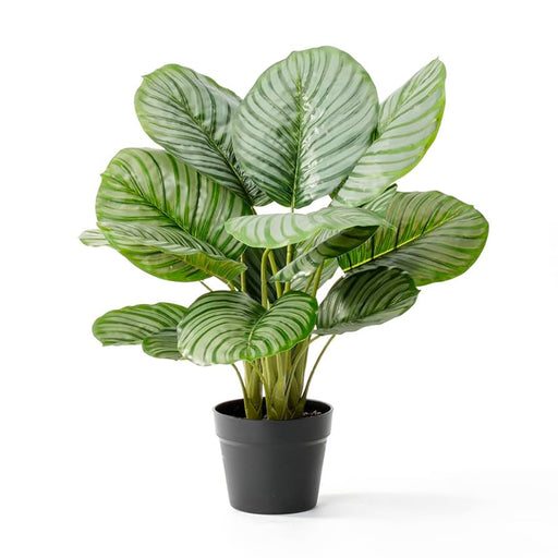 Potted plant with large green leaves on a white background