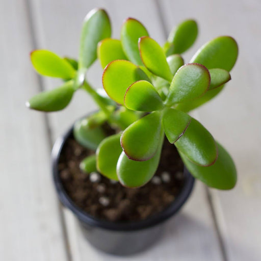 Crassula mix . 5.5CM POT,10CM HT