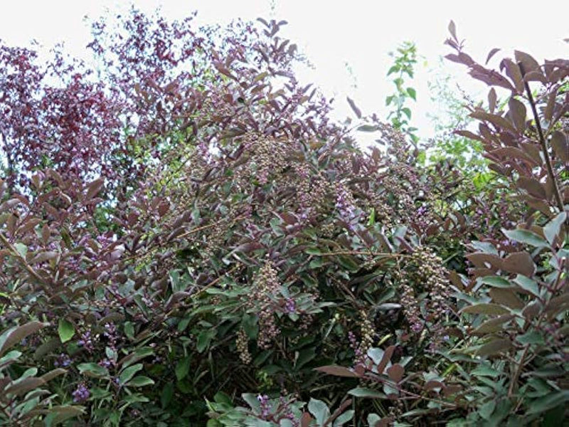Vitex trifolia purpurea ( 50-60cm Height in 15cm Pot )