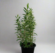 Dodonaea viscosa image 0