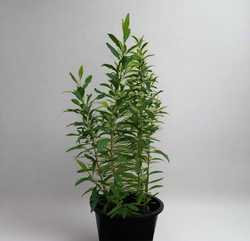 Dodonaea viscosa image 0