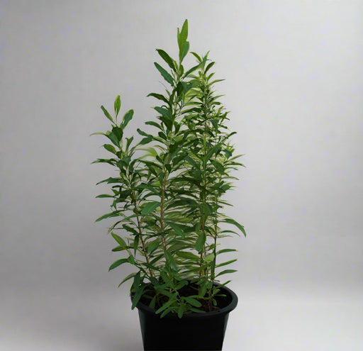 Dodonaea viscosa image 0