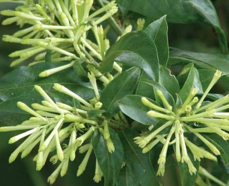Cestrum nocturnum80 - 100cm Height, 4PP & Bushy