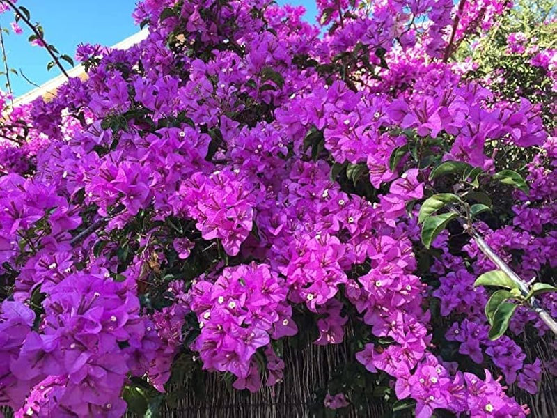 Bougainvillea alexandra (80-100cm Height,5PP& 4 Stick)