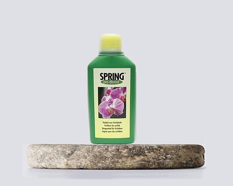 Green bottle labeled 'Spring' with a flower on a gray background