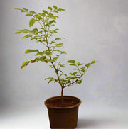 Tecomaria capensis "yellow" image 2
