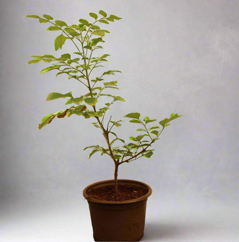 Tecomaria capensis "yellow" image 2
