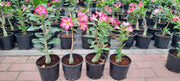Adenium obesum image 5