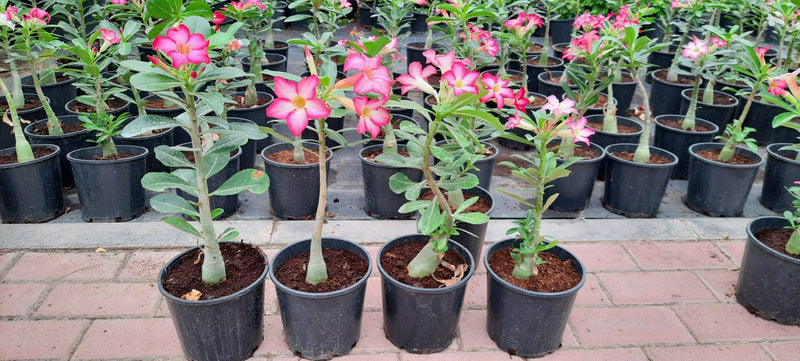Adenium obesum image 5