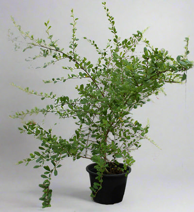 Ehretia microphylla image 2