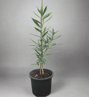 Nerium oleander image 0