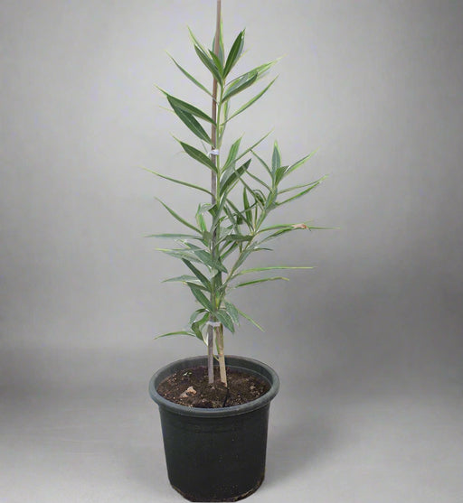 Nerium oleander image 0