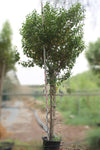 Thespesia populnea image 0