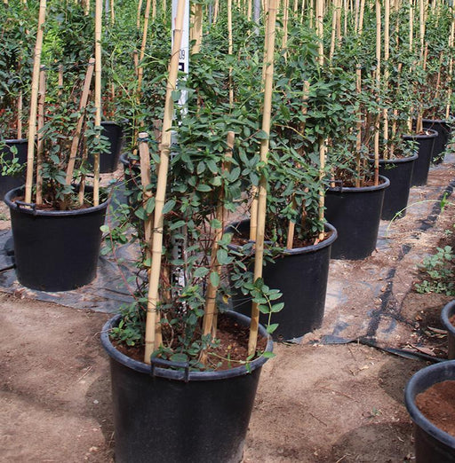 Lonicera halliana image 0