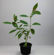 Hamelia patens image 0