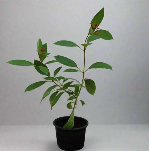 Hamelia patens image 0