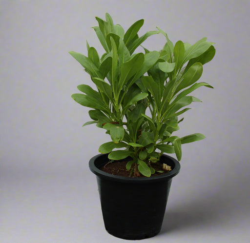 Scaevola Frutescens image 0