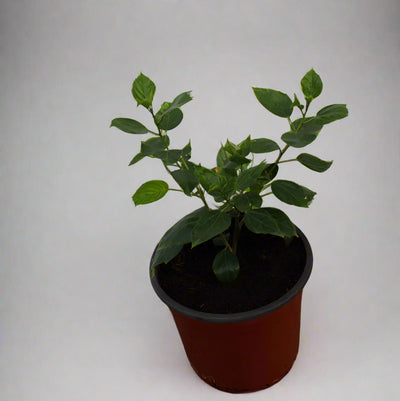 Hibiscus rosa-sinensis 3ltr image 0