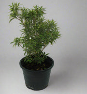 tabernaemontana chinensis 4pp image 0