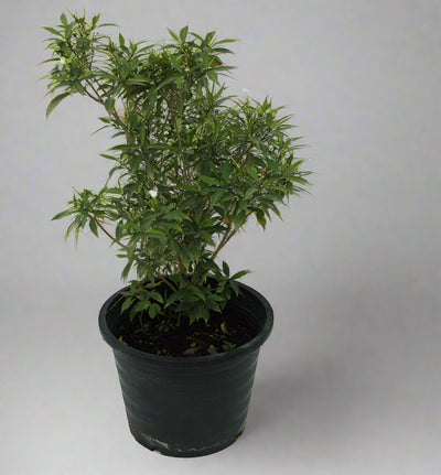 tabernaemontana chinensis 4pp image 0