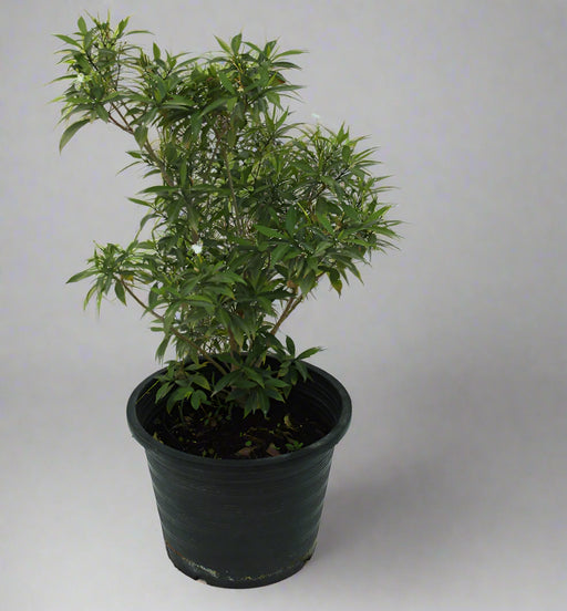 tabernaemontana chinensis 4pp image 0