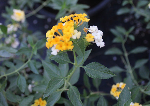 Lantana 'Mix' image 1