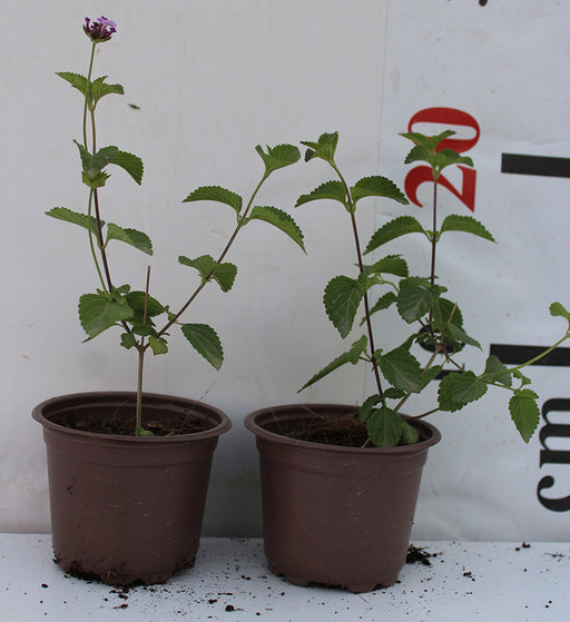 Lantana montevidensis image 0