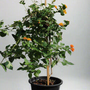 Lantana 'Orange' image 2