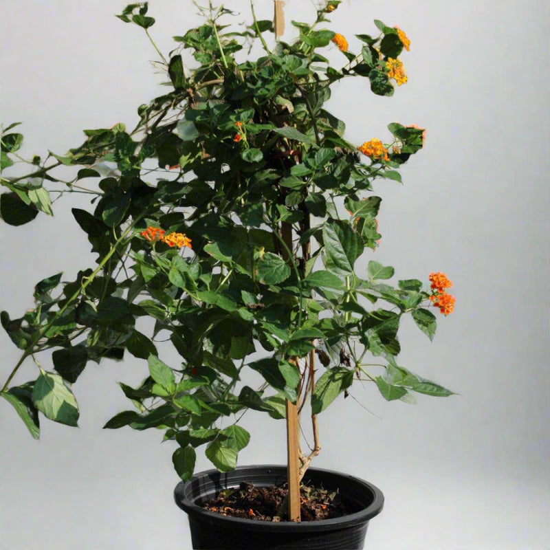 Lantana 'Orange' image 2