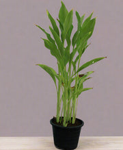 Canna indica "Green Leaf" image 0