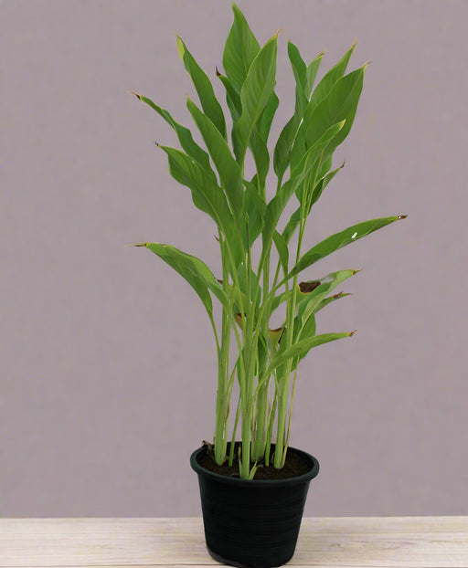 Canna indica "Green Leaf" image 0