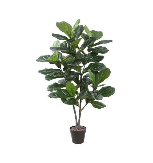 Potted fiddle leaf fig plant on a white background
