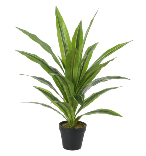 Potted plant with green leaves on a white background