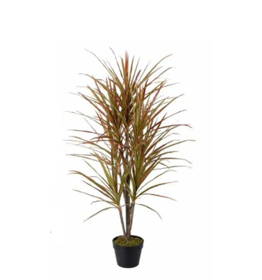 Potted plant with green and brown leaves on a white background