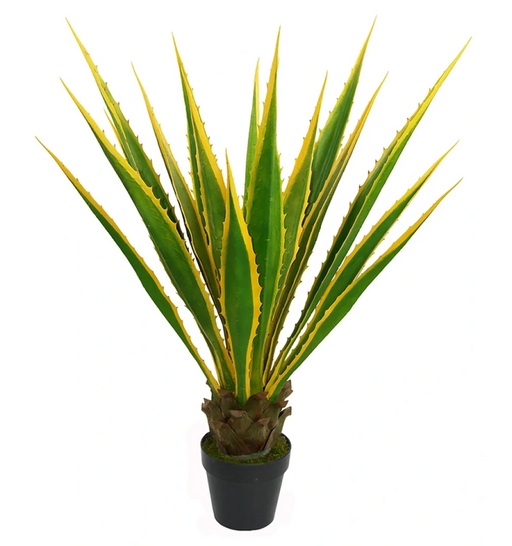 Potted plant with green and yellow leaves on a white background